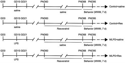 Resveratrol ameliorates maternal immune activation-associated cognitive impairment in adult male offspring by relieving inflammation and improving synaptic dysfunction